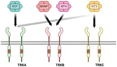 Neurotrophic factors in the physiology of motor neurons and their role in the pathobiology and therapeutic approach to amyotrophic lateral sclerosis